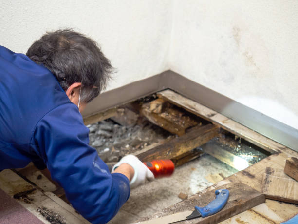 Best Attic Mold Remediation in Pleasant Valley, WV
