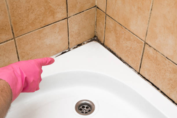 Best Industrial Mold Remediation in Pleasant Valley, WV